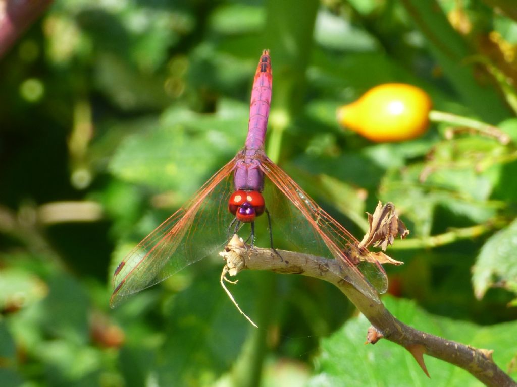 Trithemis annulata in provincia di Torino
